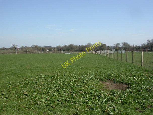 Photo 6"x4" Broom Hill, sheep grazing Wimborne Minster c2011