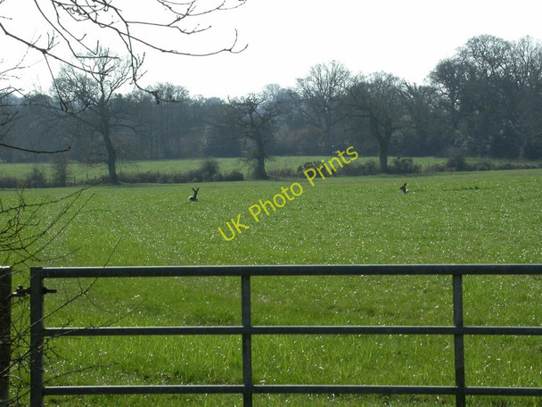 Photo 6"x4" Broom Hill, deer Wimborne Minster c2011