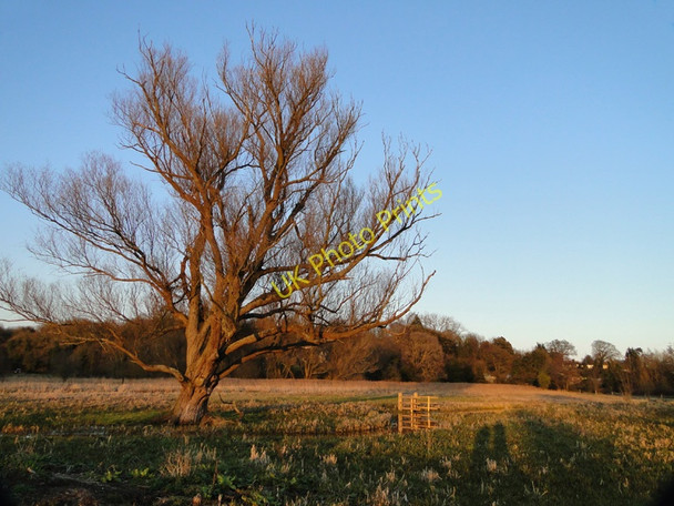 Photo 6"x4" Willow tree on Marston marshes Eaton\/TG2106 c2011
