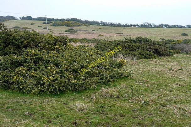 Photo 6"x4" Corfe Common Little Woolgarston c2011