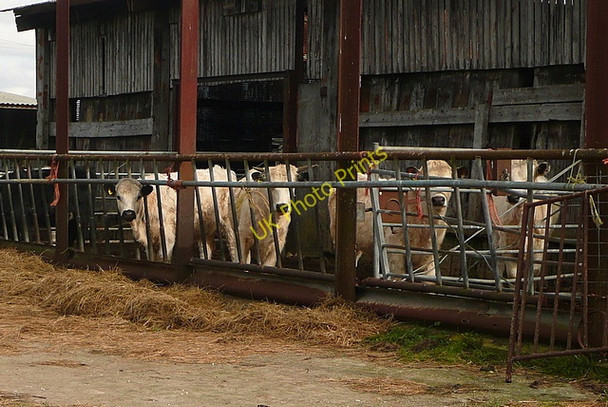 Photo 6"x4" Cattle at Wytch Farm Bushey\/SY9883 c2011