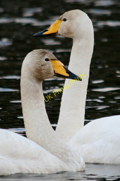 Photo 6"x4" Take a good look! I'm a Whooper! Cranloch\/NJ2858 c2011