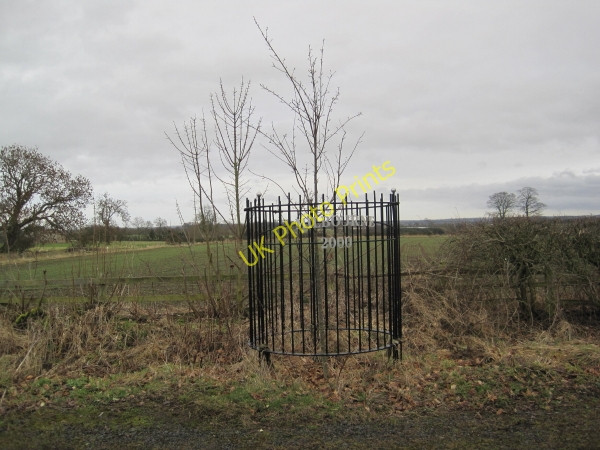 Photo 6"x4" Millennium Tree, Milbourne Milbourne\/NZ1175 c2011
