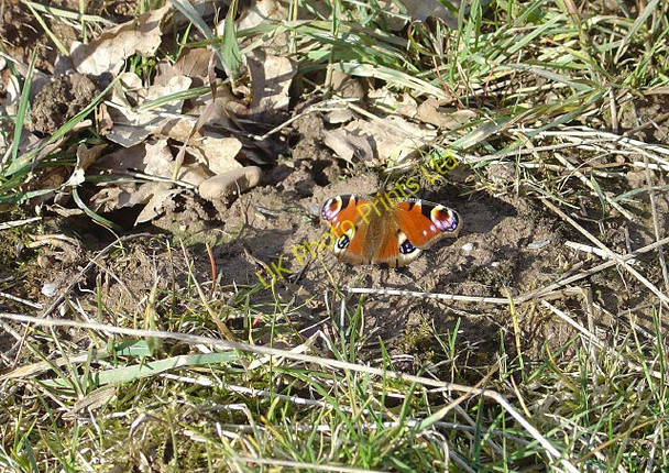 Photo 6"x4" The first Peacock of spring Stanford on Soar c2008