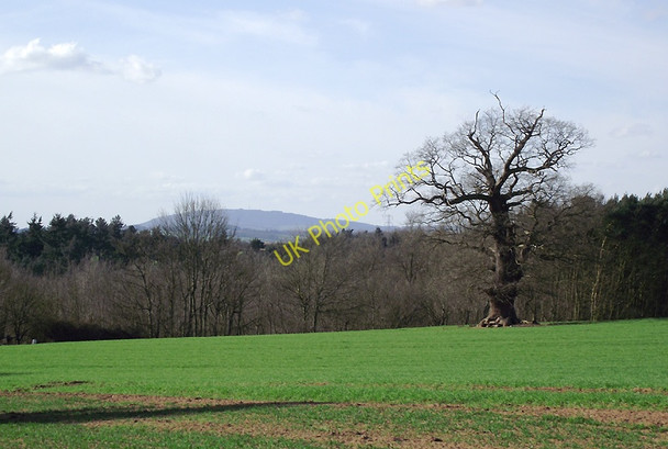 Photo 6"x4" Grass field with oak tree near Badger, Shropshire Badger c2011