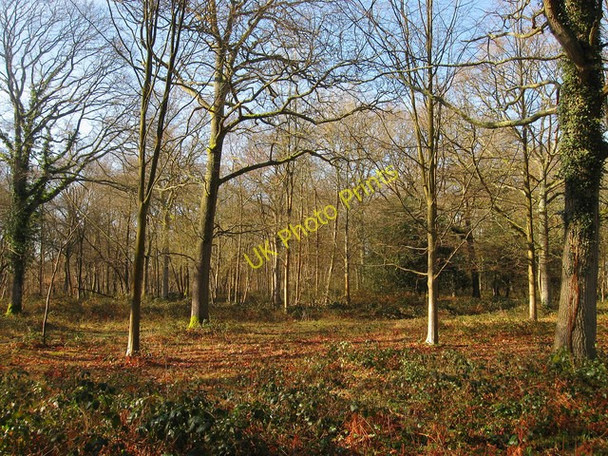 Photo 6"x4" Plashett Wood Rose Hill\/TQ4516 c2011