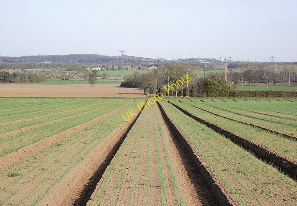 Photo 6"x4" Crop field north of Badger, Shropshire Badger c2011
