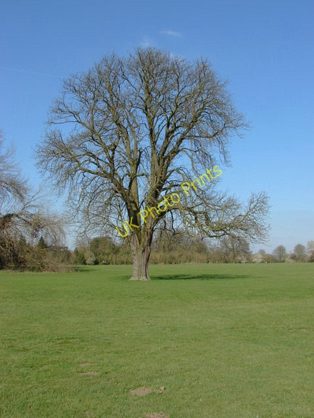 Photo 6"x4" Laleham Park Chertsey c2011