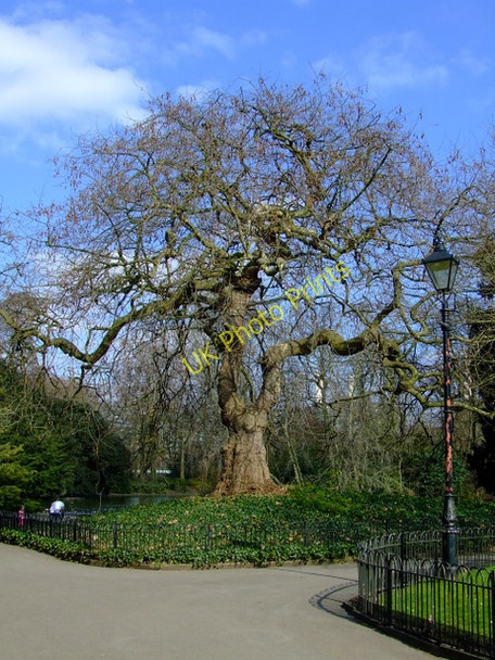 Photo 6"x4" Battersea Park Westminster c2011