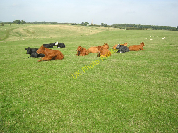 Photo 6"x4" Cattle at Stowe Park Dadford c2010