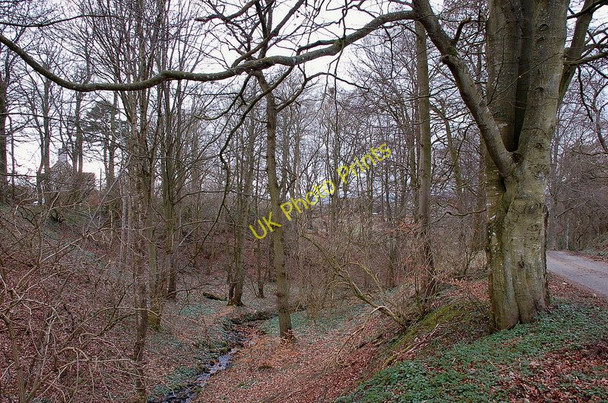 Photo 6"x4" Roadside wood, Middlestead Selkirk c2011