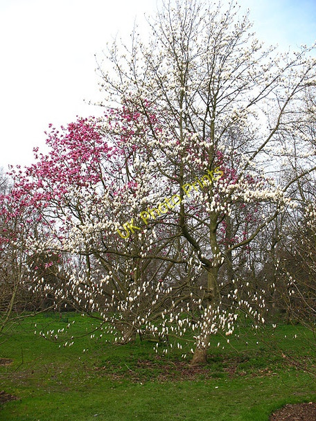 Photo 6"x4" Magnolia in Kew Gardens Brentford c2011