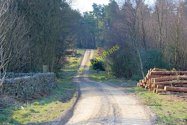 Photo 6"x4" Forestry Track, Standingstones Rigg Crowdon c2011