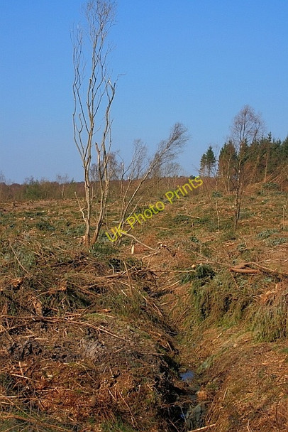 Photo 6"x4" Cleared Forest, Standingstones Rigg Crowdon c2011