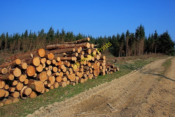 Photo 6"x4" Harvested Logs, Standingstones Rigg Crowdon c2011