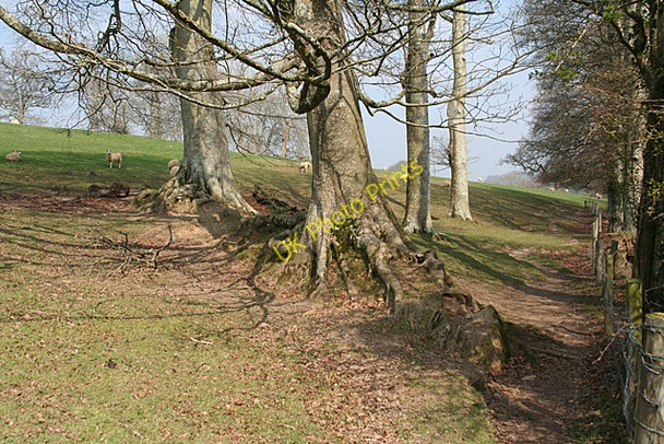 Photo 6"x4" Brixton: path by Beech trees Bridgend\/SX5548 c2011