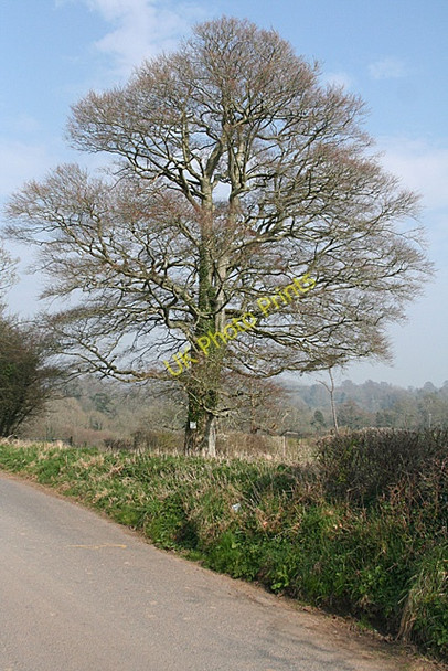Photo 6"x4" Brixton: Beech tree Brixton\/SX5552 c2011