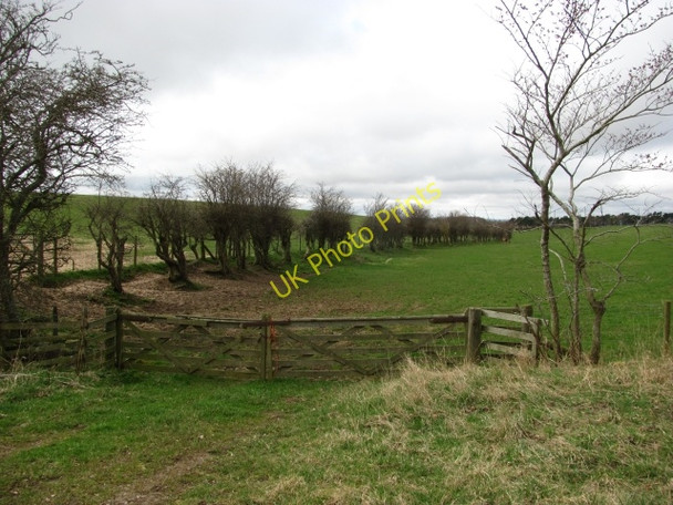 Photo 6"x4" Grown out hedge Hutton\/NT9053 c2011