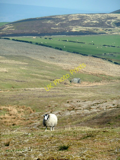 Photo 6"x4" Sheep on Abney Moor Abney c2011