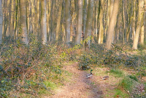 Photo 6"x4" Ducks in the wood Couch Green c2011