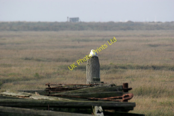 Photo 6"x4" Bird on a post Lee-over-Sands c2006