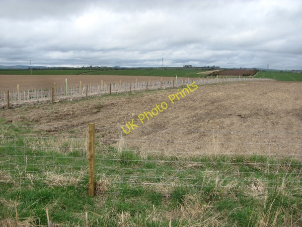 Photo 6"x4" Newly planted hedge New Ladykirk c2011