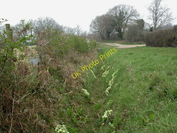 Photo 6"x4" Pillmoor Bottom, primroses God's Blessing Green c2011
