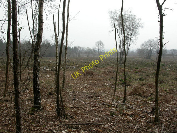 Photo 6"x4" White Sheet Plantation, clear fell God's Blessing Green c2011