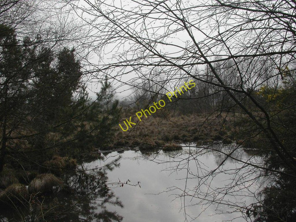 Photo 6"x4" Holt Heath, wet heathland Higher Row c2011