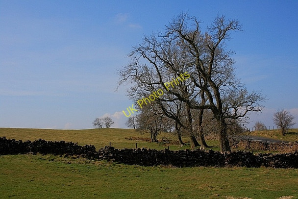 Photo 6"x4" Stand of Trees near Ferneyrigg Knowesgate c2011