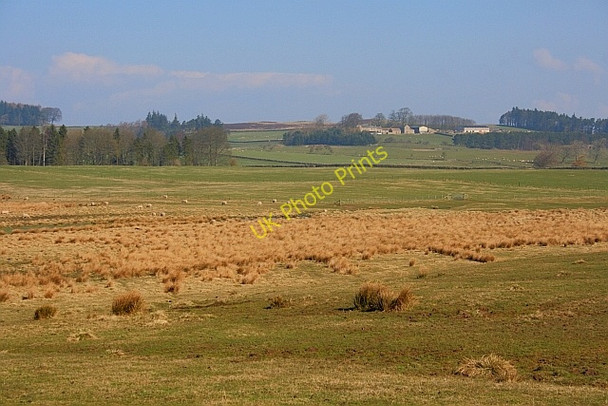 Photo 6"x4" Rough Pasture Along the Ray Burn Knowesgate c2011