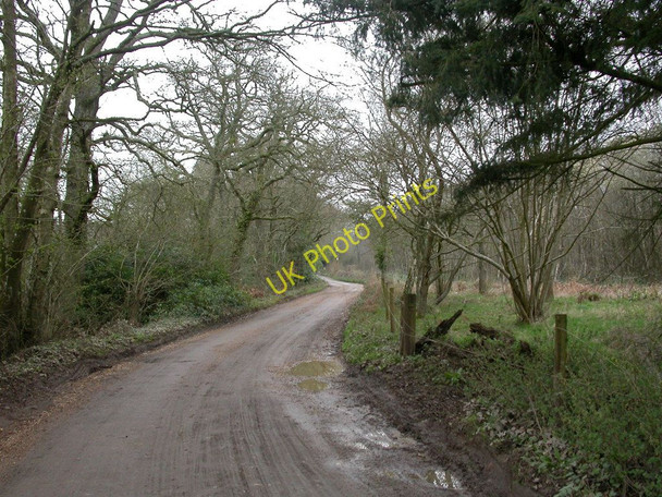Photo 6"x4" Uddens, bridleway Ameysford c2011