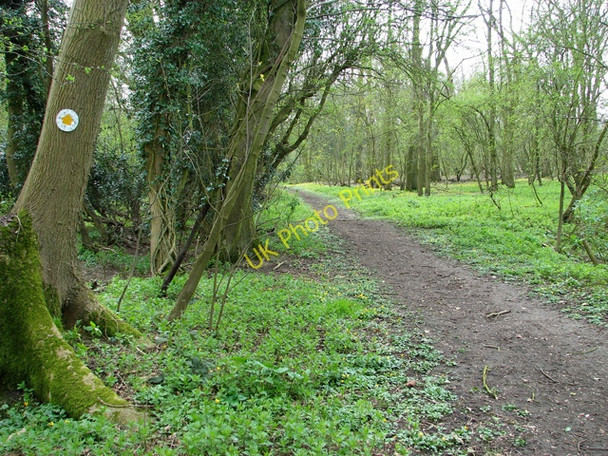 Photo 6"x4" Footpath marker on tree in Crow Green Wood Green\/TM2091 c2011