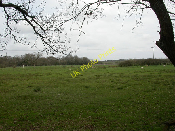 Photo 6"x4" Week Farm, sheep grazing Bisterne c2011