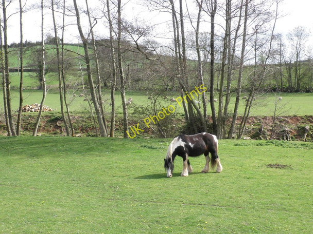 Photo 6"x4" Grazing land, alongside the Washford River Watchet c2011
