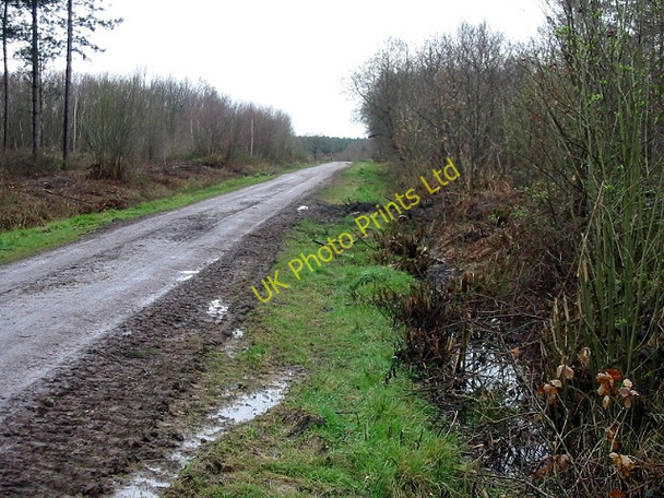 Photo 6"x4" Footpath through Clowes Wood Radfall c2008