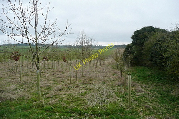 Photo 6"x4" Plantation at Laverstoke Grange Laverstoke c2011