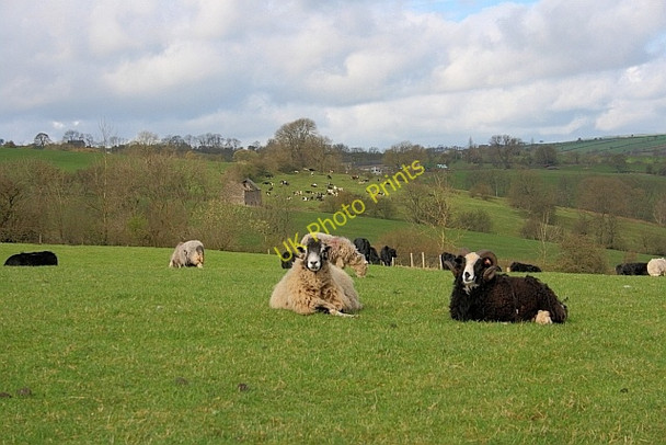 Photo 6"x4" Sheep Pasture near Ladyside Grindon\/SK0854 c2011