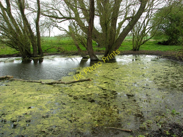 Photo 6"x4" Willows by pond on Wacton Common Wacton Common\/TM1889 c2011