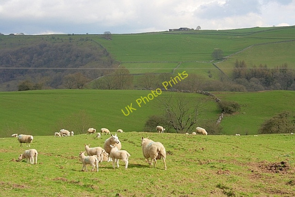 Photo 6"x4" Sheep Pasture, near Throwley Hall Calton\/SK1050 c2011