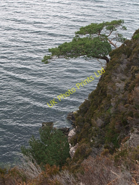 Photo 6"x4" Scots Pines Ardmair c2008