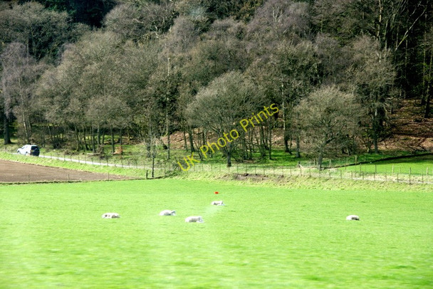 Photo 6"x4" Sheep in a field, Kinclaven Meikleour c2011