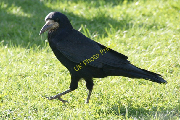 Photo 6"x4" Rook (Corvus frugilegus), Stanley Stanley\/NO1033 c2011