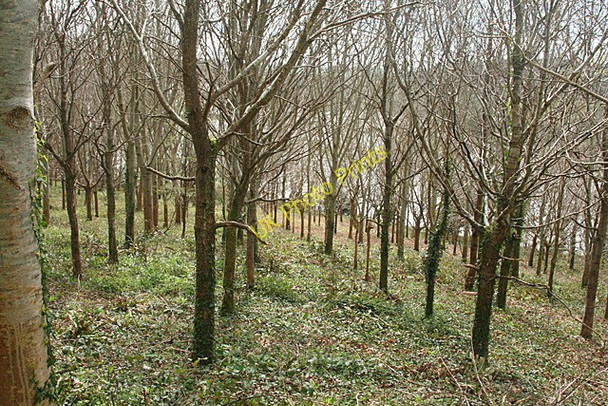 Photo 6"x4" Saltash: plantation Saltash\/SX4258 c2011