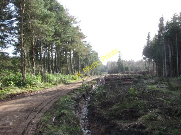 Photo 6"x4" Grange Plantation Coldingham c2011
