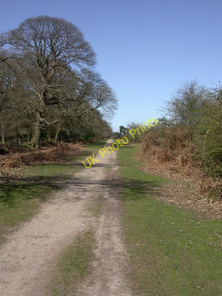 Photo 6"x4" Wilverley Plain, forestry road Bisterne Close c2011