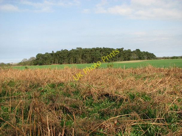 Photo 6"x4" Warren Plantation as seen from the footpath to Lawn Farm Salthouse\/TG0743 c2011