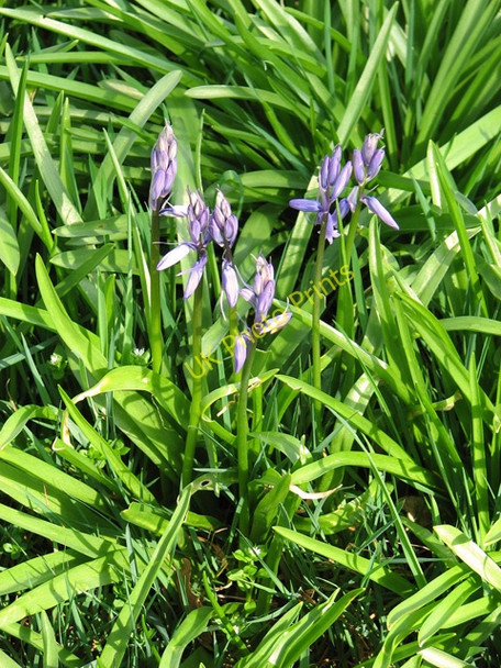 Photo 6"x4" The first bluebells, beside the path to Lawn Farm Salthouse\/TG0743 c2011