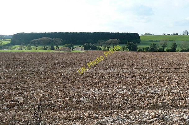 Photo 6"x4" Woodland at Upper Norton Farm Upper Bullington c2011