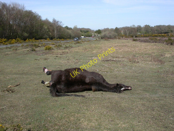 Photo 6"x4" Setley Plain, pony carcase Setley c2011